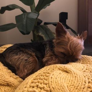 Meet your Posher, Amber